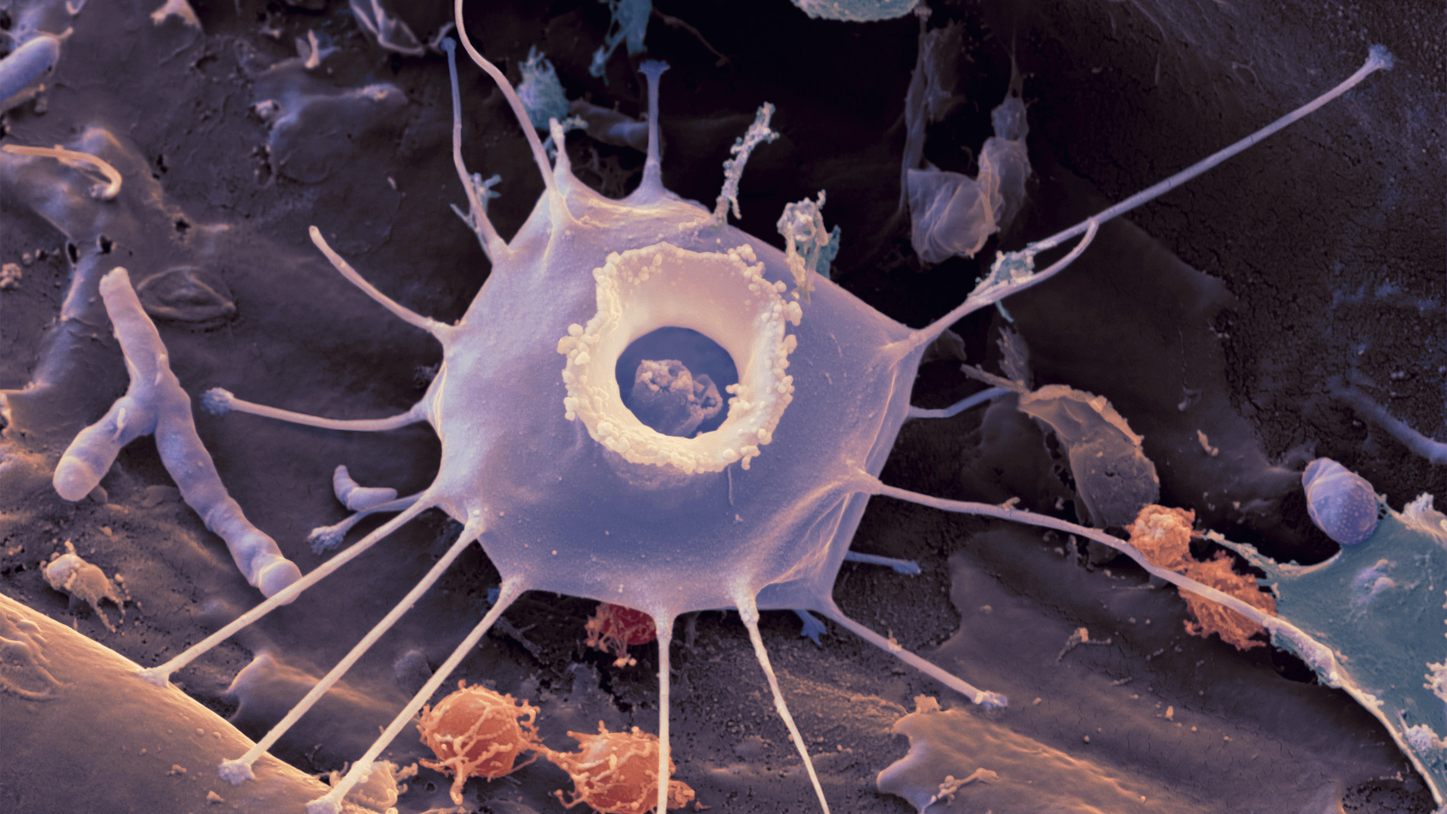 新研究发现动物的神经肽在最早的动物进化之前就已经起源了