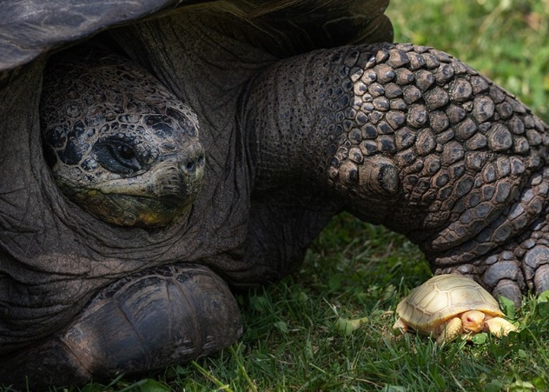 加拉伯戈斯象龟(左)与患白化病的小乌龟(右)颜色明显有差异。