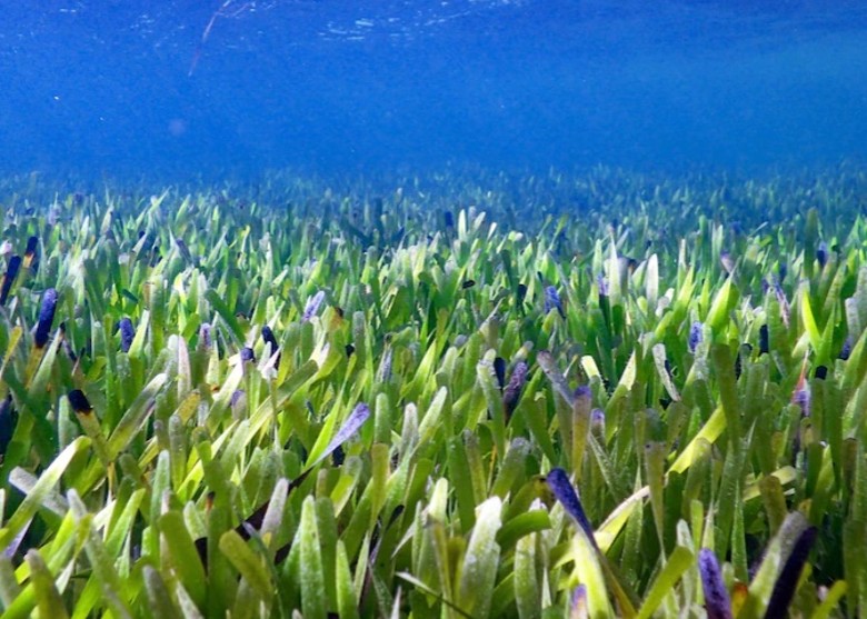 西澳海岸发现全球目前已知最大的单一植物——澳洲海神草 至少有4500年历史