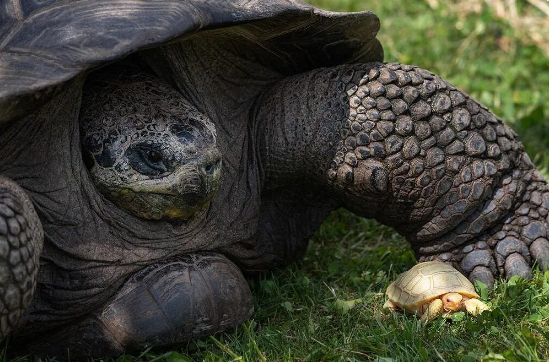 ��ʿTropiquarium de Servion����԰���������İ׻���������˹���