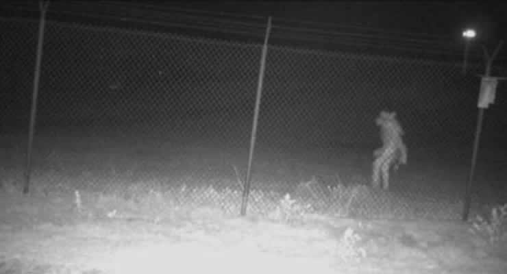皮行者？美国德州阿马里洛动物园视频监控捕捉到神秘“类人生物”影像
