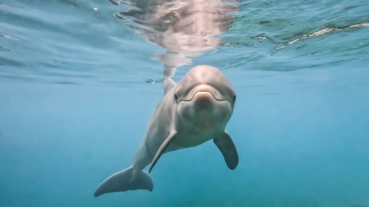 一只瓶鼻海豚宝宝在百慕大海豚探索园区(Dolphin Quest Bermuda)的海水泻湖中四处探索。 PHOTOGRAPH BY CHRISTIAN ADA
