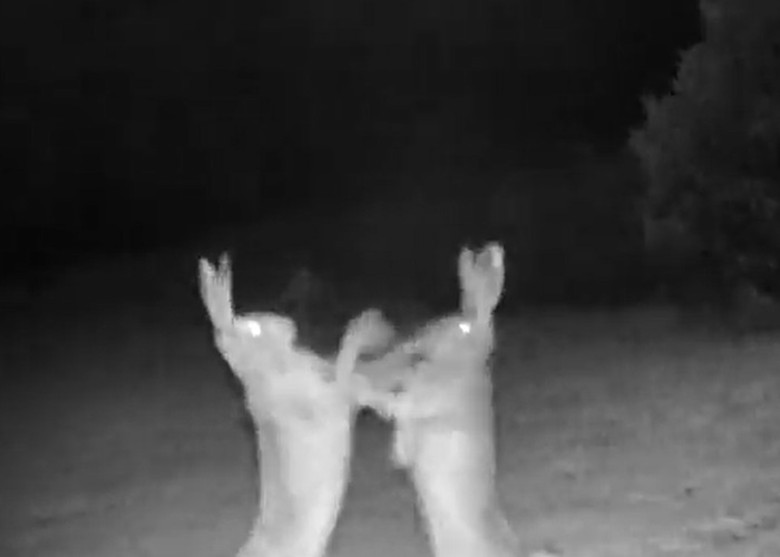 土耳其阿尔特温自然保育国家公园野兔边跳边打架 影片逗乐网民