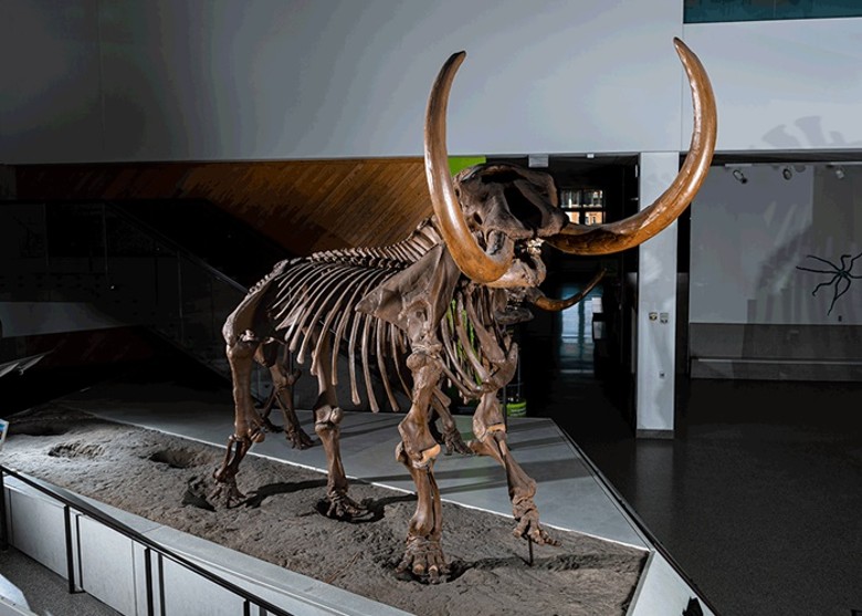 美国古生物学家破解乳齿象Buesching生前习惯及死因等谜团