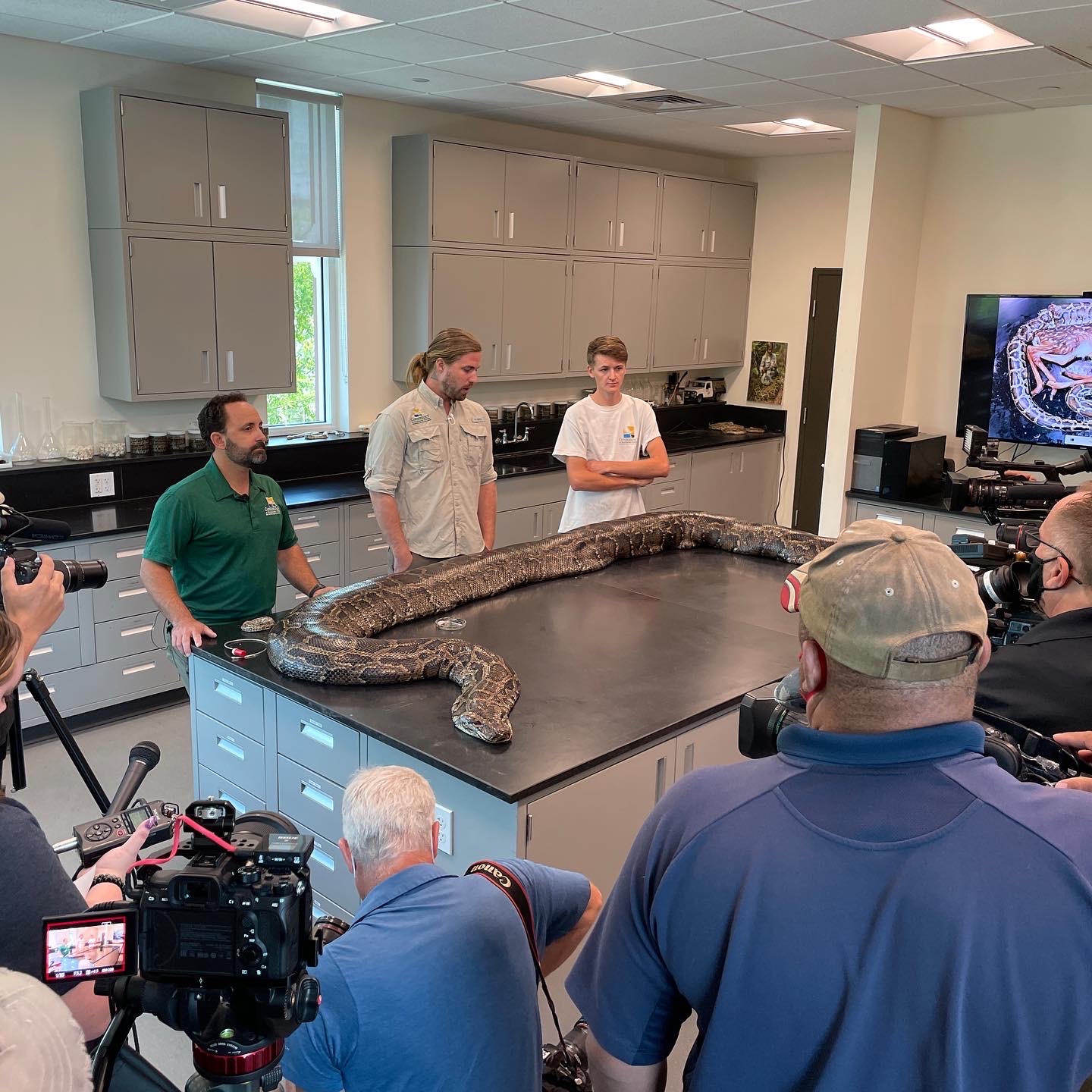 美国生物学家捕获佛罗里达州有史以来最大的缅甸蟒 身长近5.5米