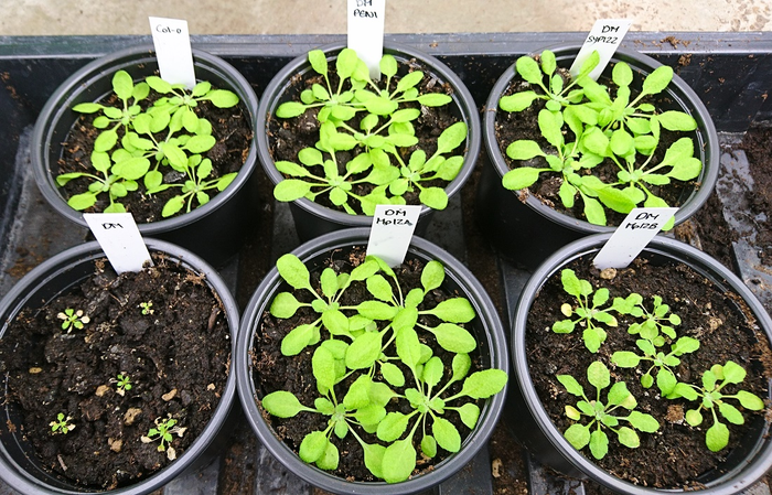 发现对4.7亿年前植物殖民地球至关重要的两个基因