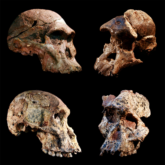 南非“人类摇篮”中的早期人类祖先化石可能比以前认为的要早100多万年