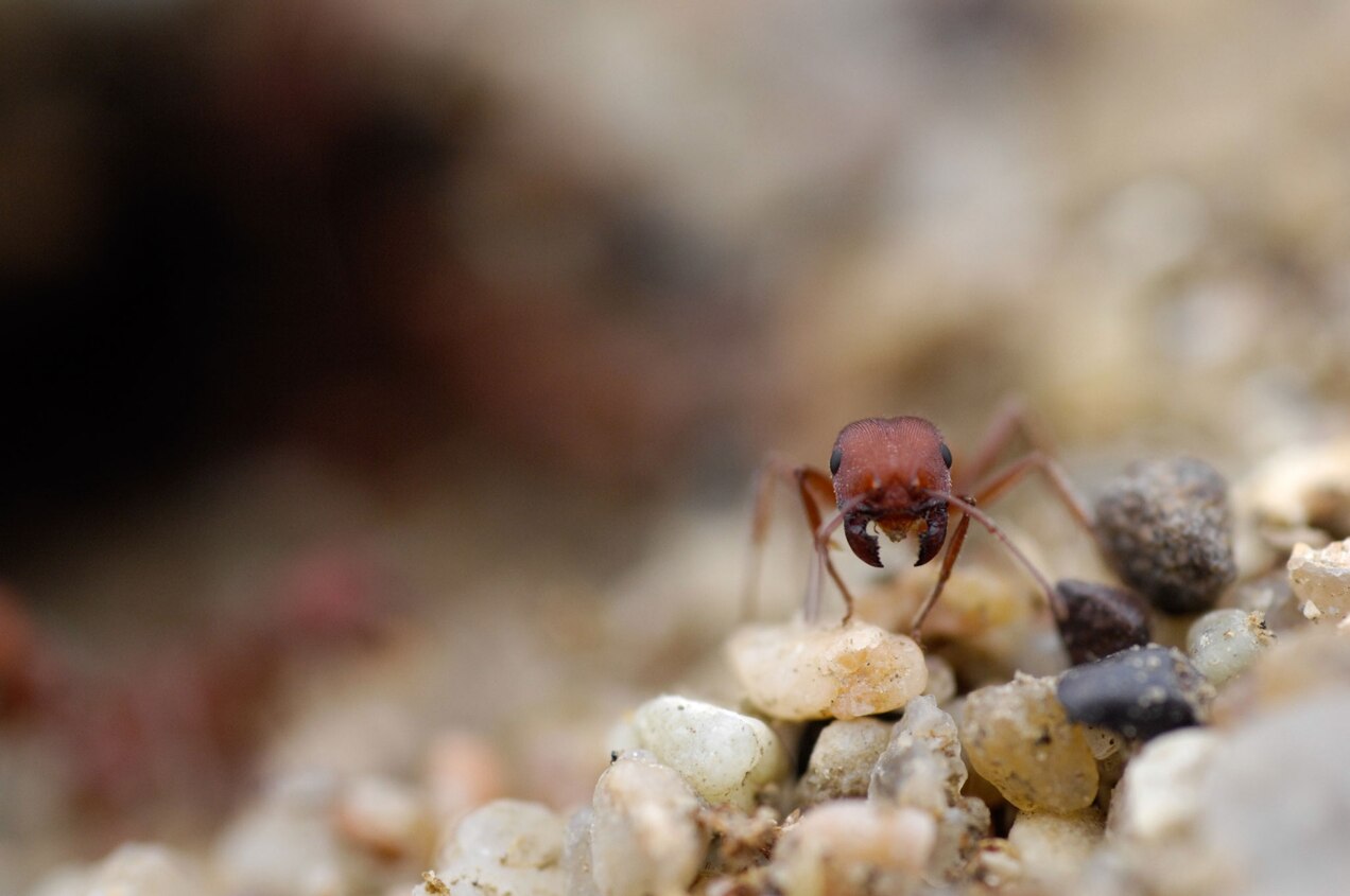 在收获蚁这种会筑丘的小昆虫帮助下 古生物学家发现10种古代哺乳动物新物种
