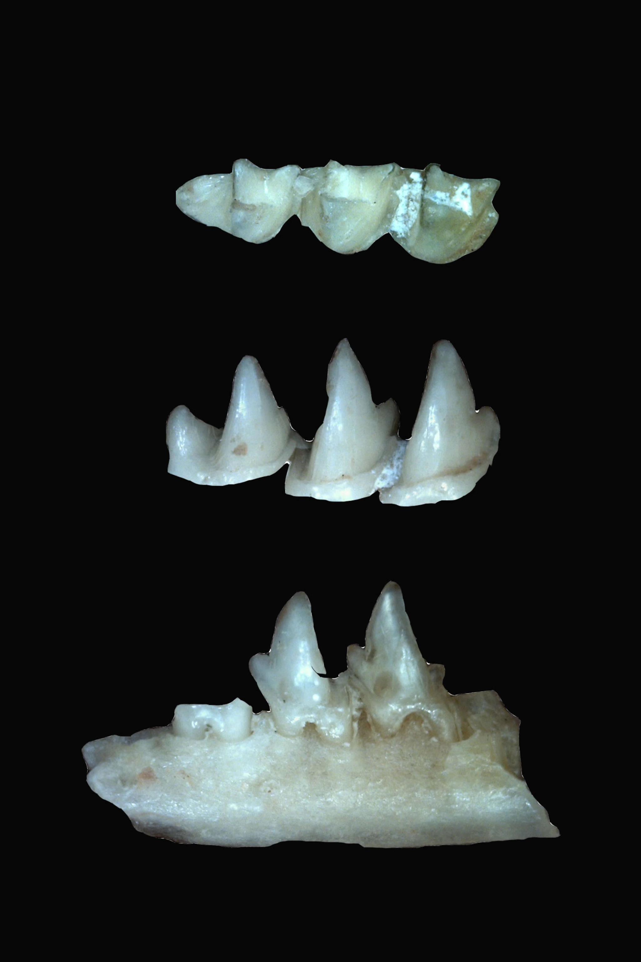 在收获蚁这种会筑丘的小昆虫帮助下 古生物学家发现10种古代哺乳动物新物种