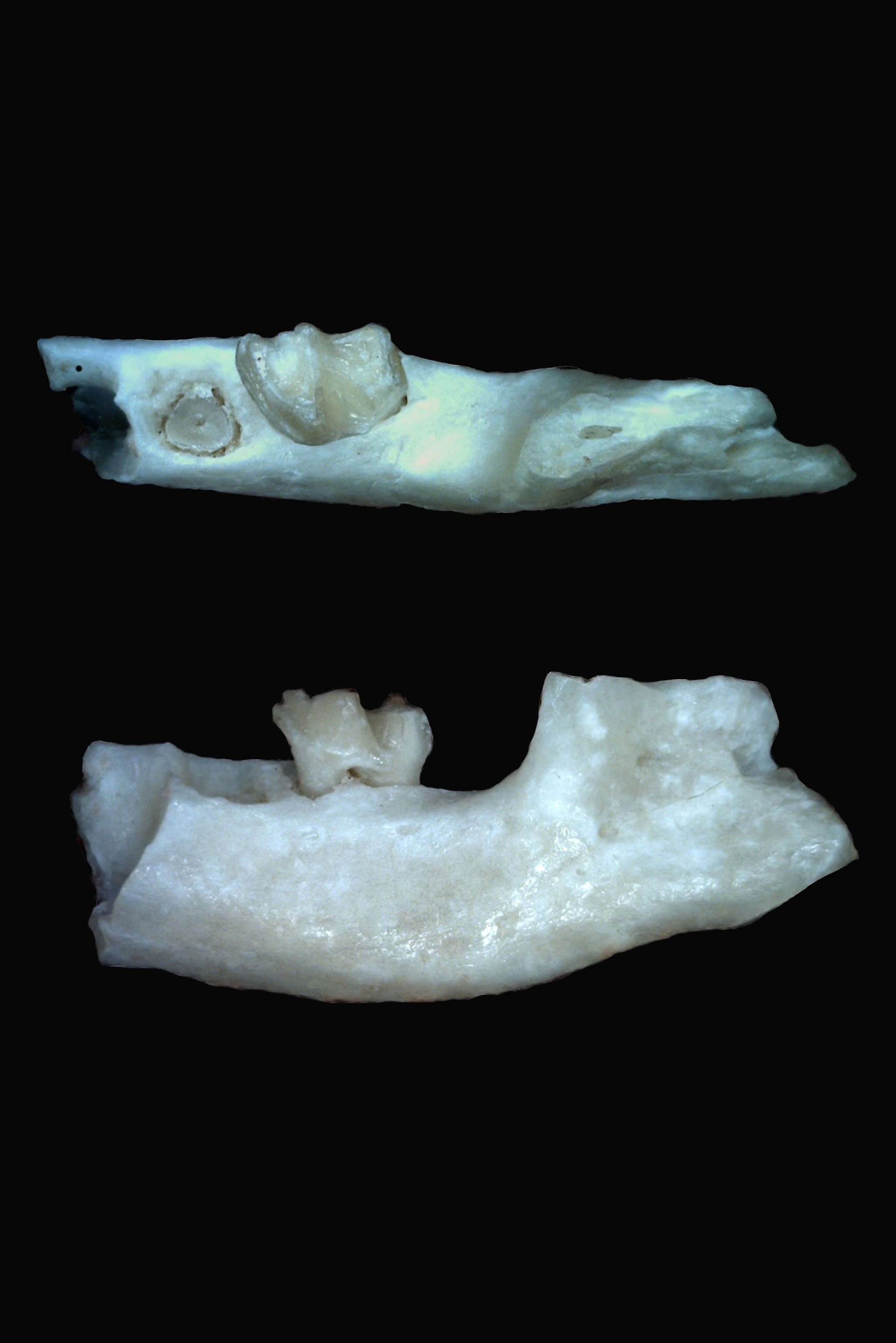 在收获蚁这种会筑丘的小昆虫帮助下 古生物学家发现10种古代哺乳动物新物种