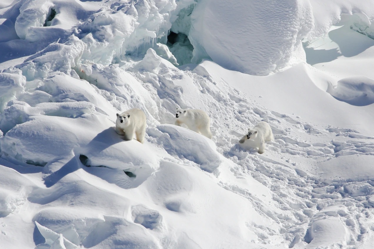 为什么在格陵兰东南部新发现的这个北极熊亚种如此特别？