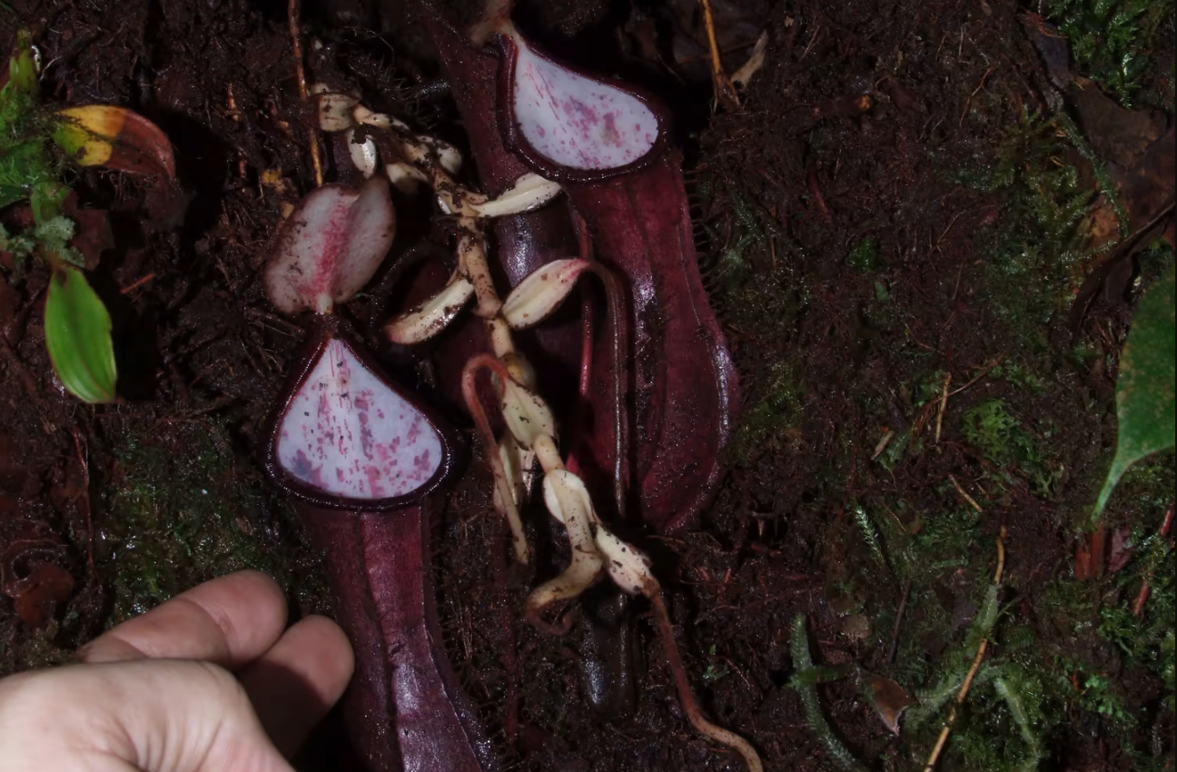 ޵ʳֲNepenthes pudicaԲ׽ڵµ