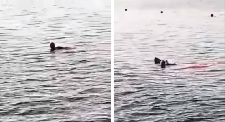 奥地利老妇在埃及红海遭鲨鱼啃断手脚后仍奋力往岸上游 不幸身亡