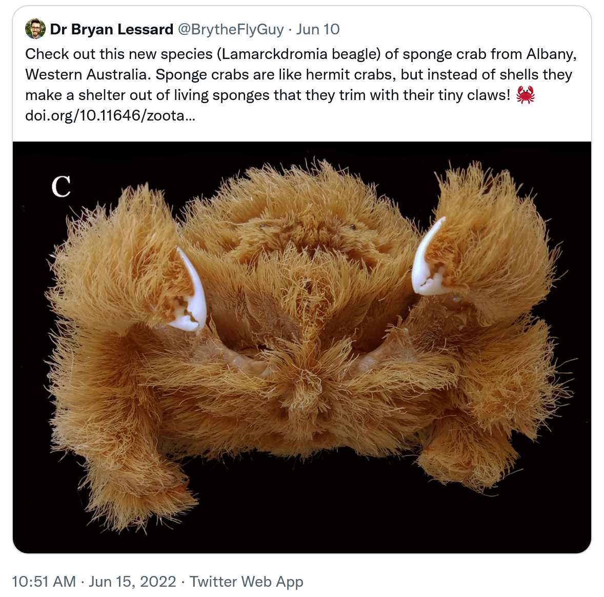 ĴǷֺзLamarckdromia beagle