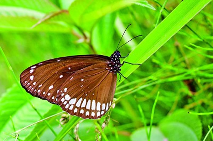新发现的幻紫斑蝶指名亚种 达娃供图
