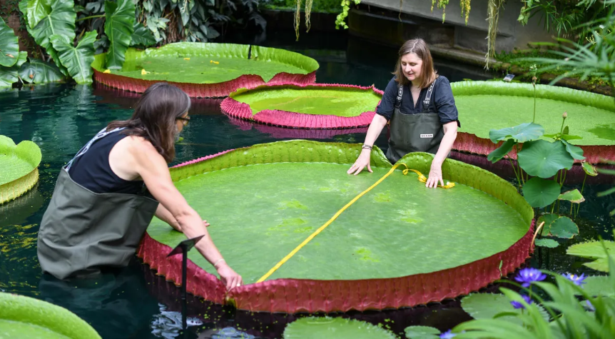 英国伦敦的邱园皇家植物园发现新的巨型睡莲品种Victoria boliviana