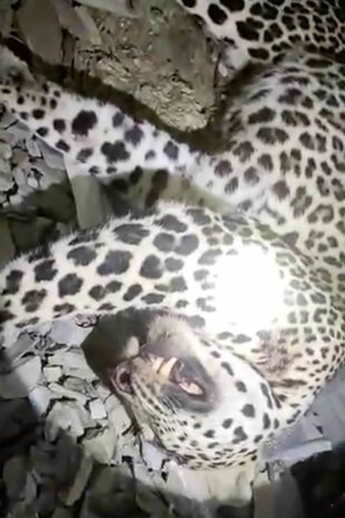 印度喀什米尔4岁男童玩耍时被野豹叼走