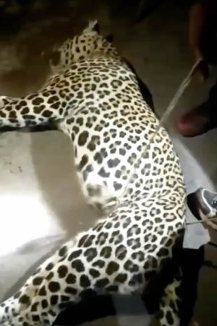 印度喀什米尔4岁男童玩耍时被野豹叼走