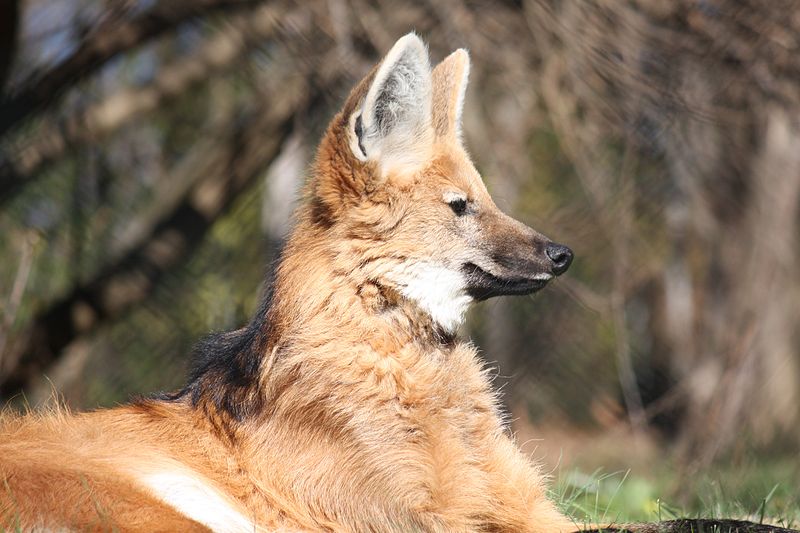 ����Chrysocyon brachyurus���������ܵ���в