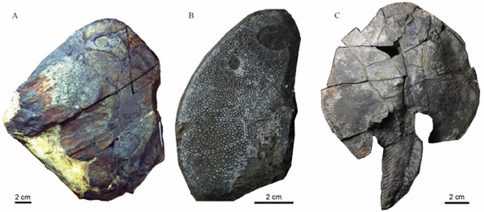 ���ϳ��������������״η���3.9����ǰ���������������ࡪ��������