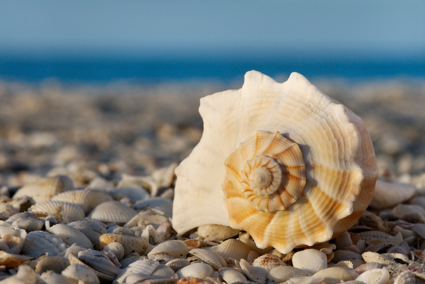 为什么现在海滩上越来越难找到贝壳？