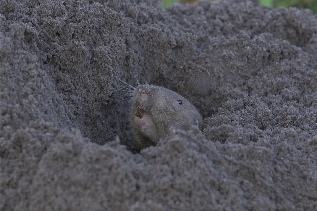 ����(pocket gopher)������Ψһһ�ֻ���ֵķ����ಸ�鶯��