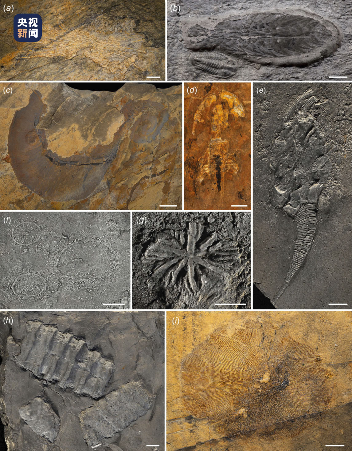 ˳ֵػʯ⡪ϦȺ ʾռں̬ò