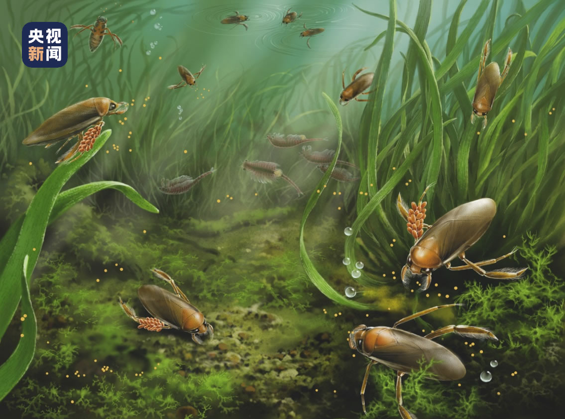 研究发现卡拉划蝽独特的携卵行为 昆虫育幼行为的直接证据提前近4000万年