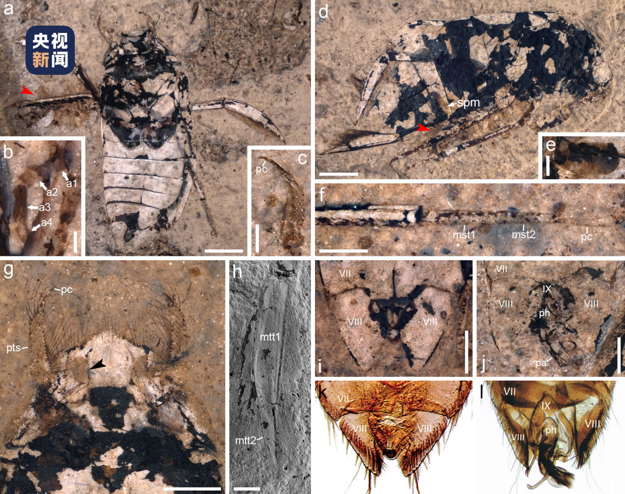研究发现卡拉划蝽独特的携卵行为 昆虫育幼行为的直接证据提前近4000万年