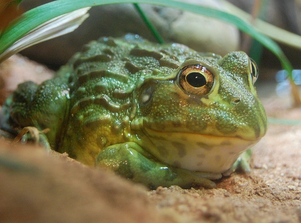 欧洲大量进口蛙类，非洲牛箱头蛙可能已经在史瓦帝尼灭绝。图为美国水族馆中的非洲牛箱头蛙。图片来源：Steven G. Johnson via Wikimedia