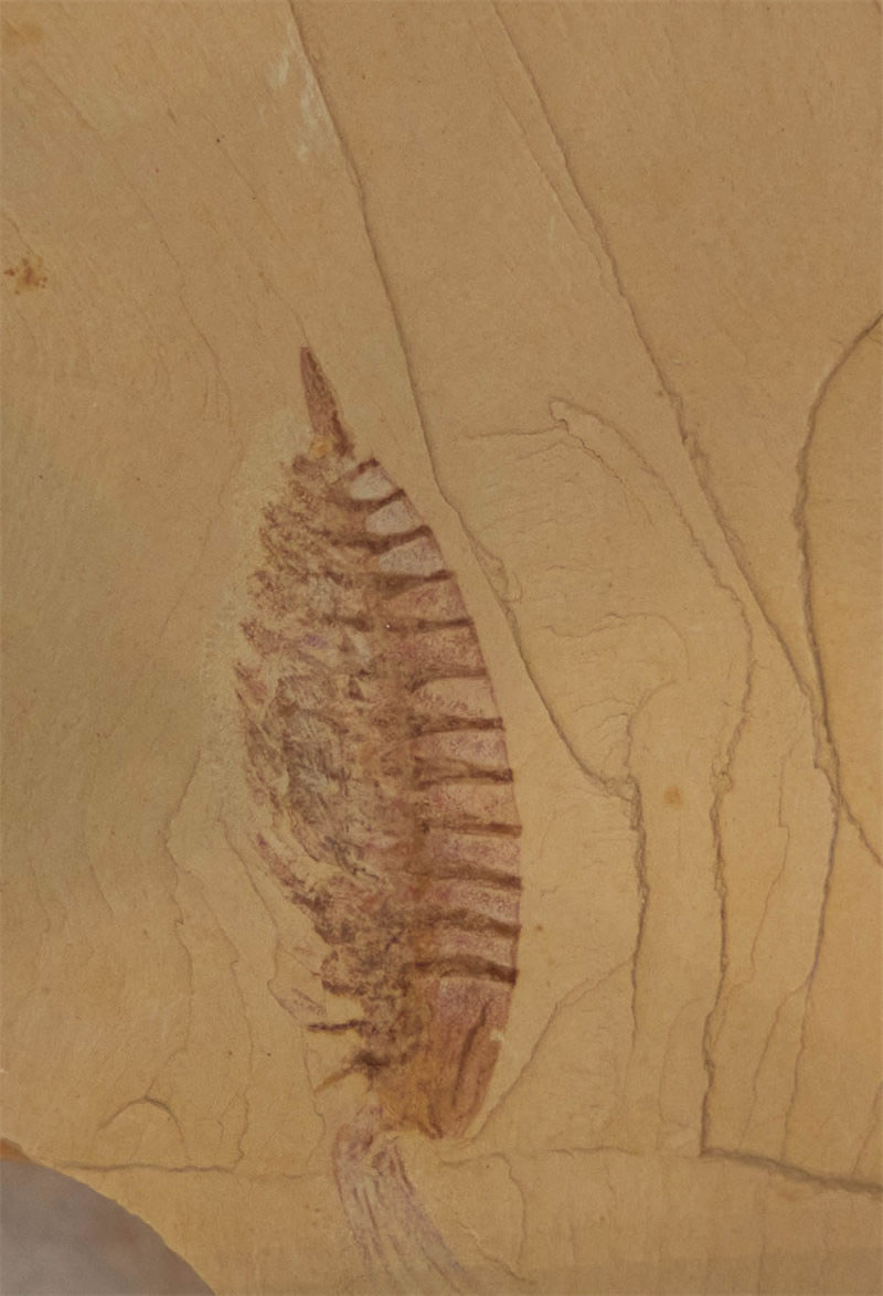 �ν�����Ⱥ����������͵��Ҳ�