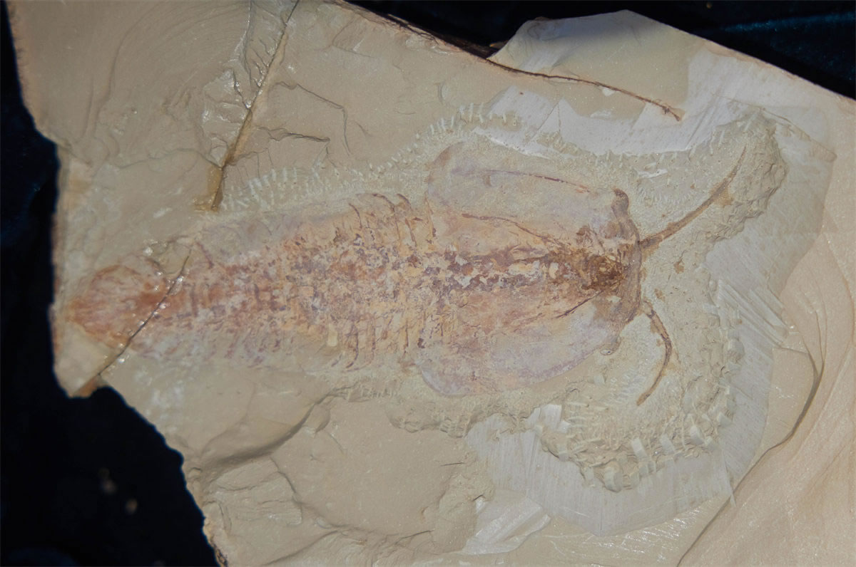 �ν�����Ⱥ����������͵��Ҳ�