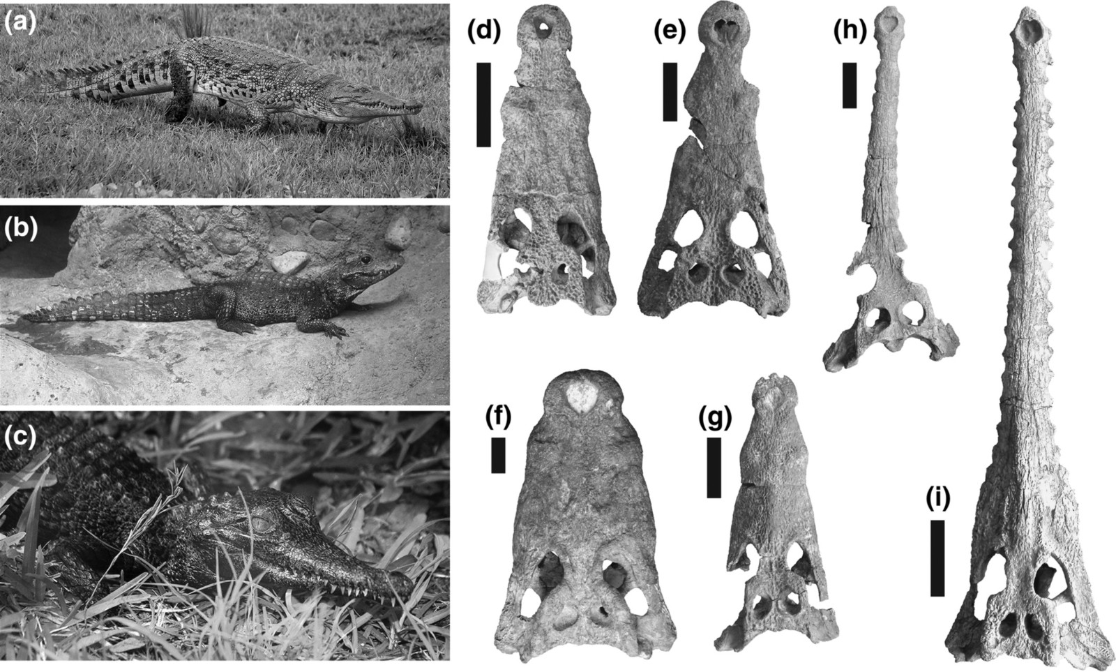 东非发现1800万年前的巨型鳄鱼新物种 其后来莫名其妙地灭绝