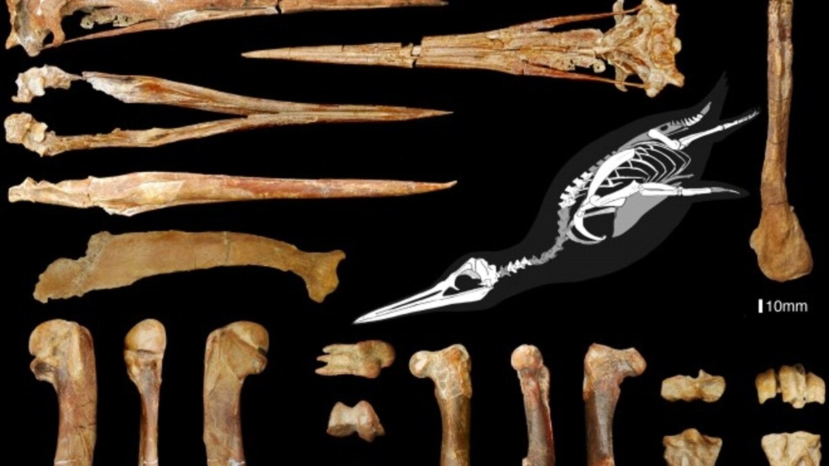 从天空落向海洋和极地 中外研究团队揭示企鹅演化历程