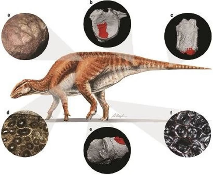 一次感冒就会致命?如果恐龙时代有医院,这些科室最“抢手”