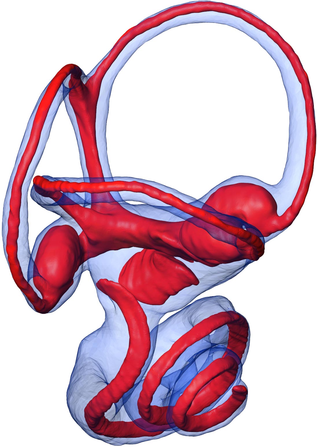 《自然》杂志:内耳生物力学揭示了哺乳动物内温的晚三叠世起源