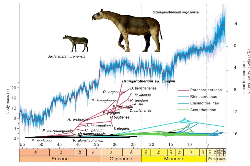巨犀体型演化与气候环境的关系 古脊椎所供图