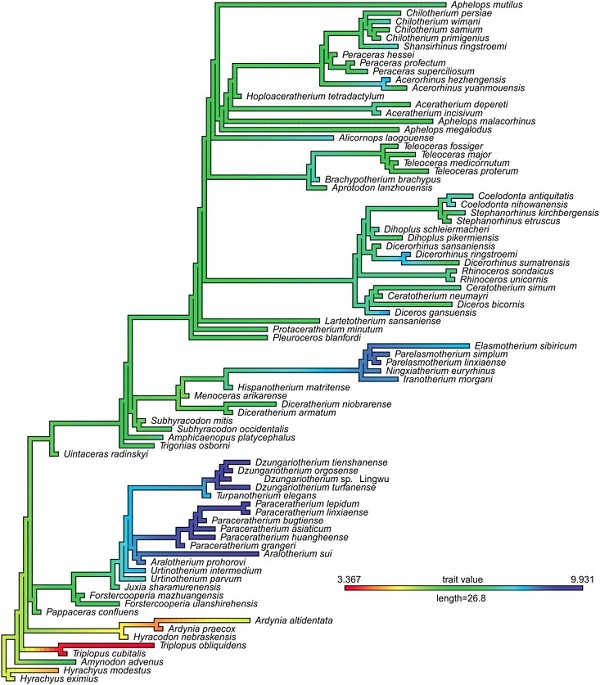 犀超科的体重演化 古脊椎所供图