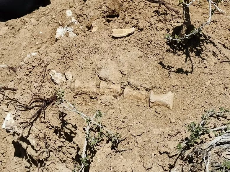 �½���Ȫ�ط��ֵĲ��鶯�ﻯʯ�ǰ˰�����ǰ����ֺ������Ⱥ