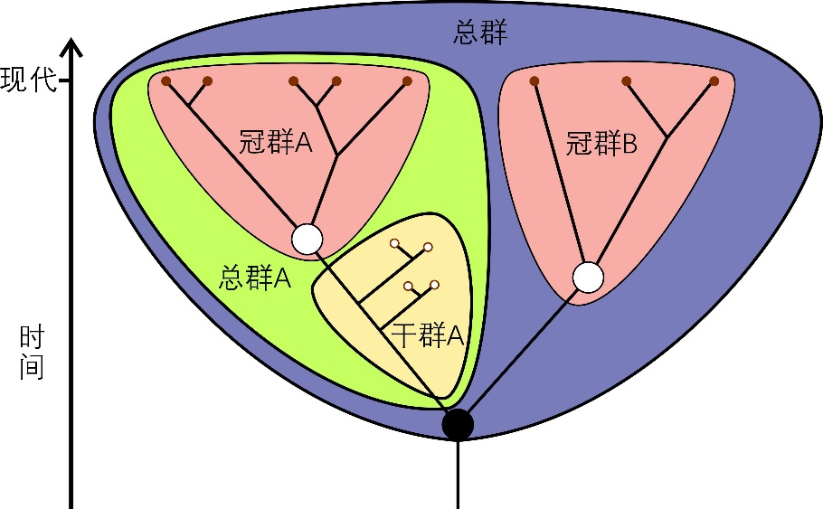 云南虫,究竟是不是脊椎动物?