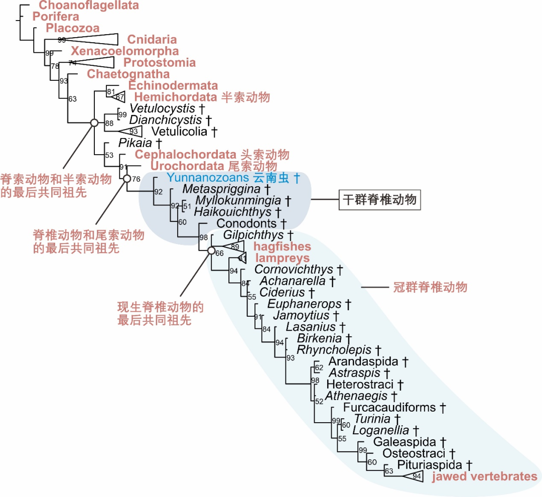 云南虫,究竟是不是脊椎动物?