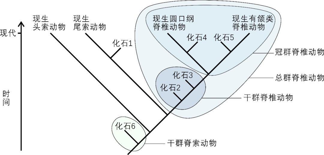 云南虫,究竟是不是脊椎动物?