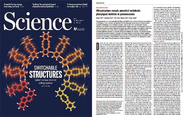 云南虫,究竟是不是脊椎动物?