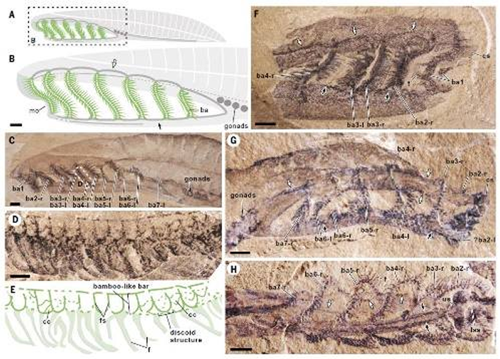 云南虫,究竟是不是脊椎动物?