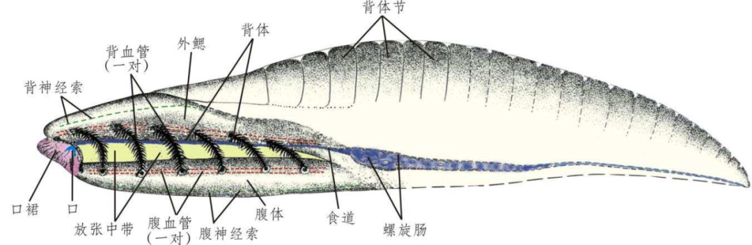 云南虫,究竟是不是脊椎动物?