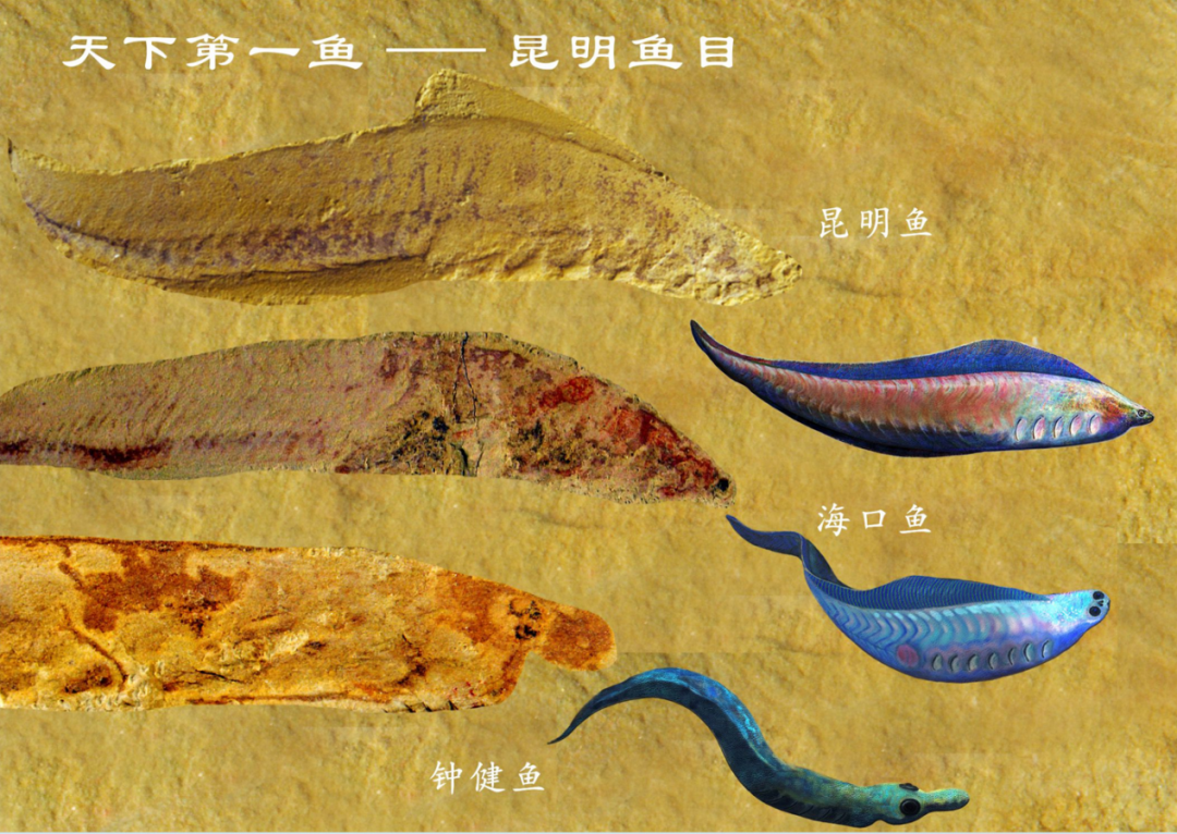 云南虫,究竟是不是脊椎动物?