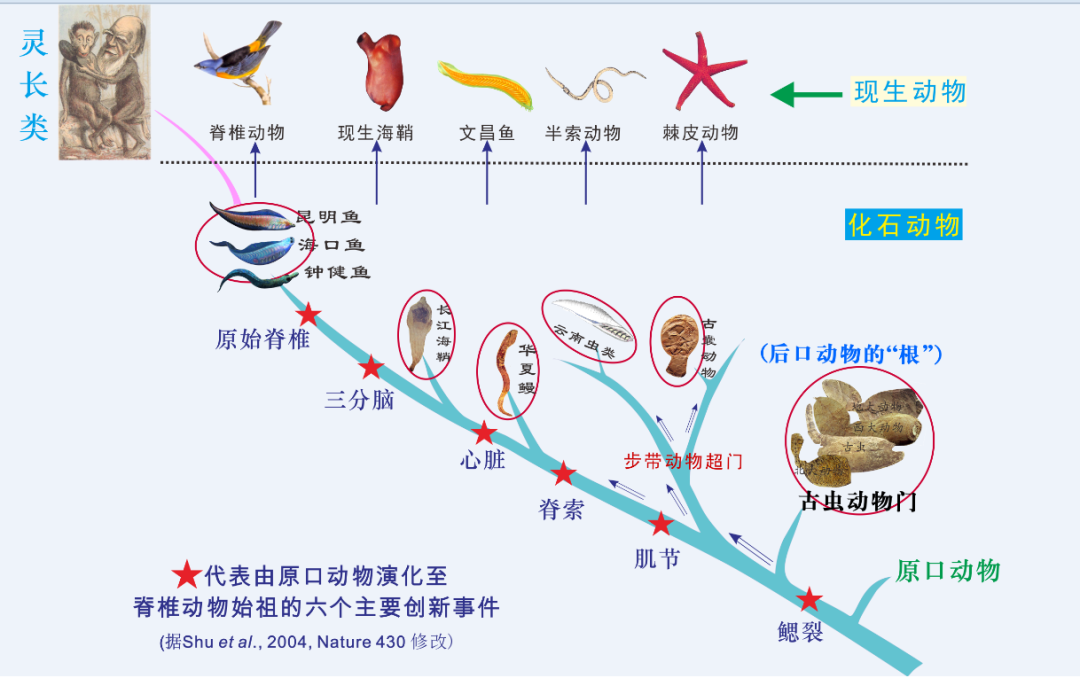 云南虫,究竟是不是脊椎动物?