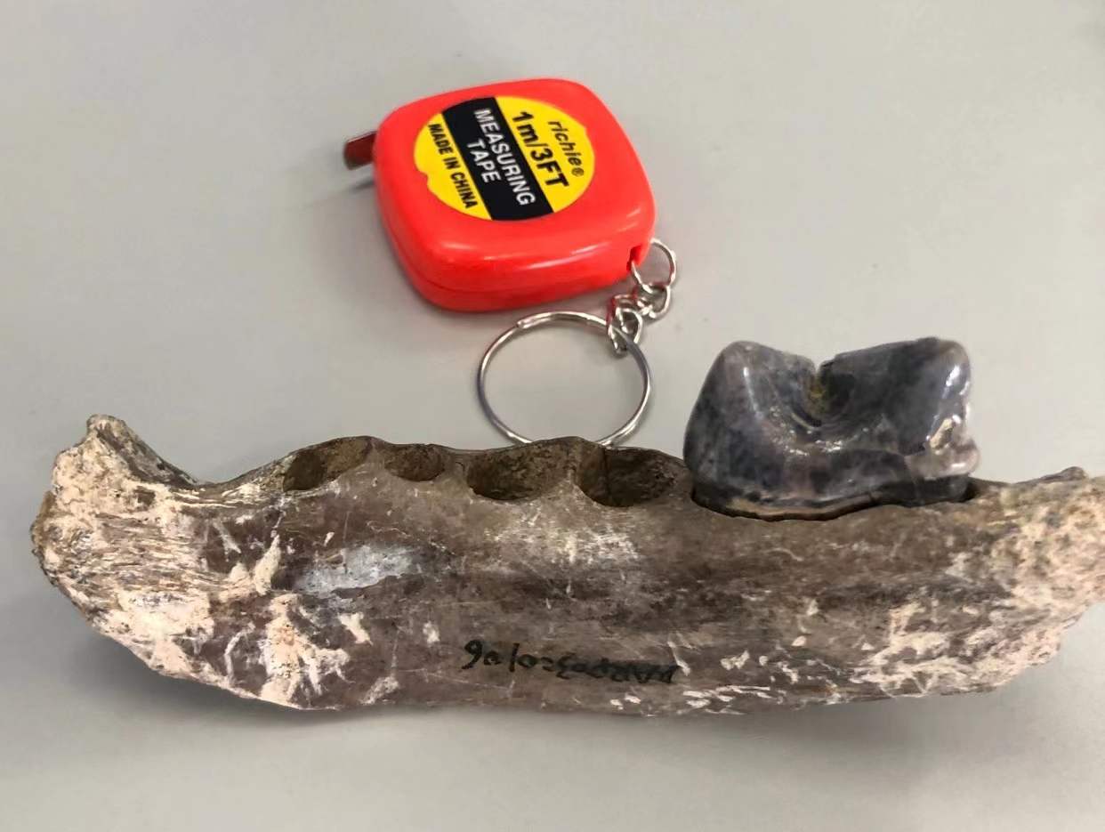 �Ż������о������й�����һ֧���������ȷֻ����ϻ�֧ϵ