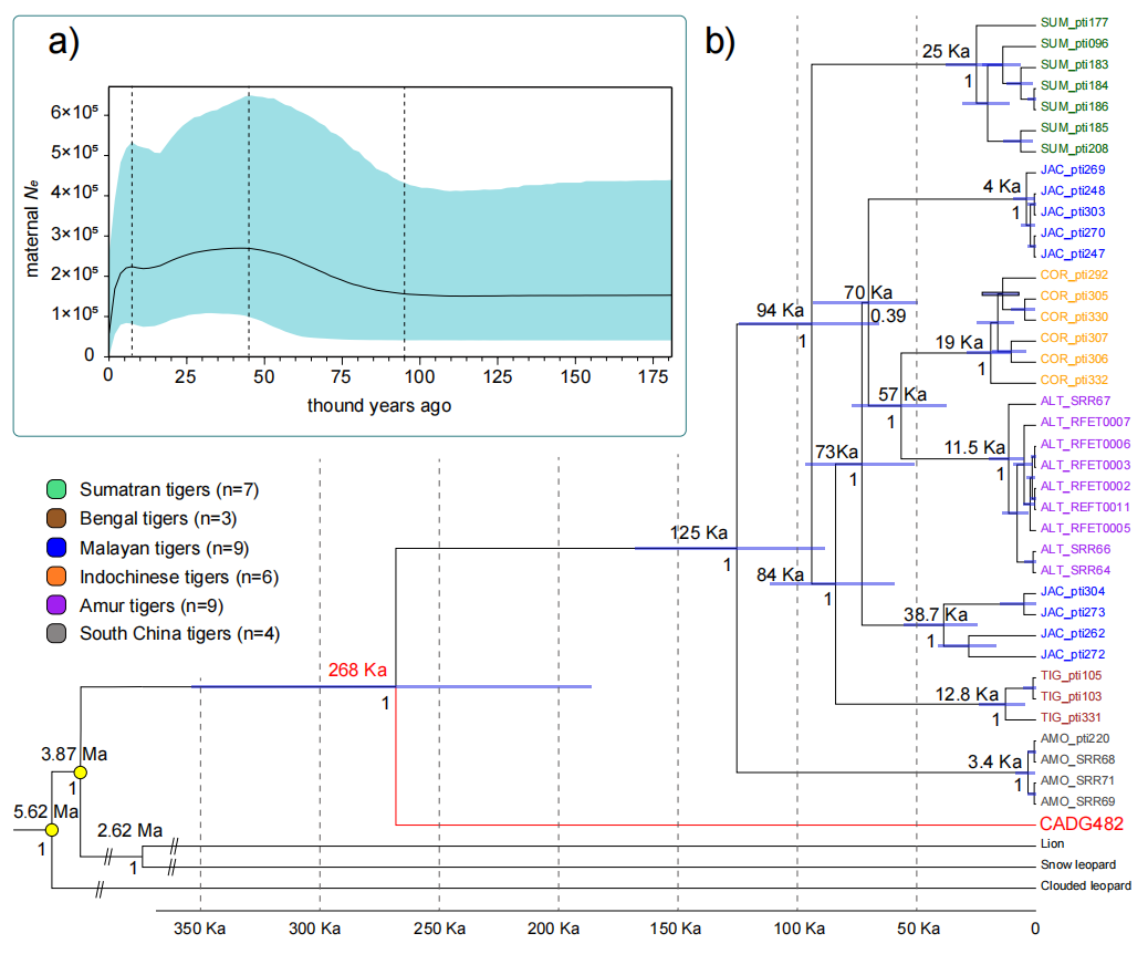 �Ż������о������й�����һ֧���������ȷֻ����ϻ�֧ϵ
