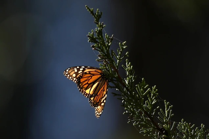 1·ڼ˹˹Los OsosġͨCoastal Access Monarch Butterfly Preserveһ